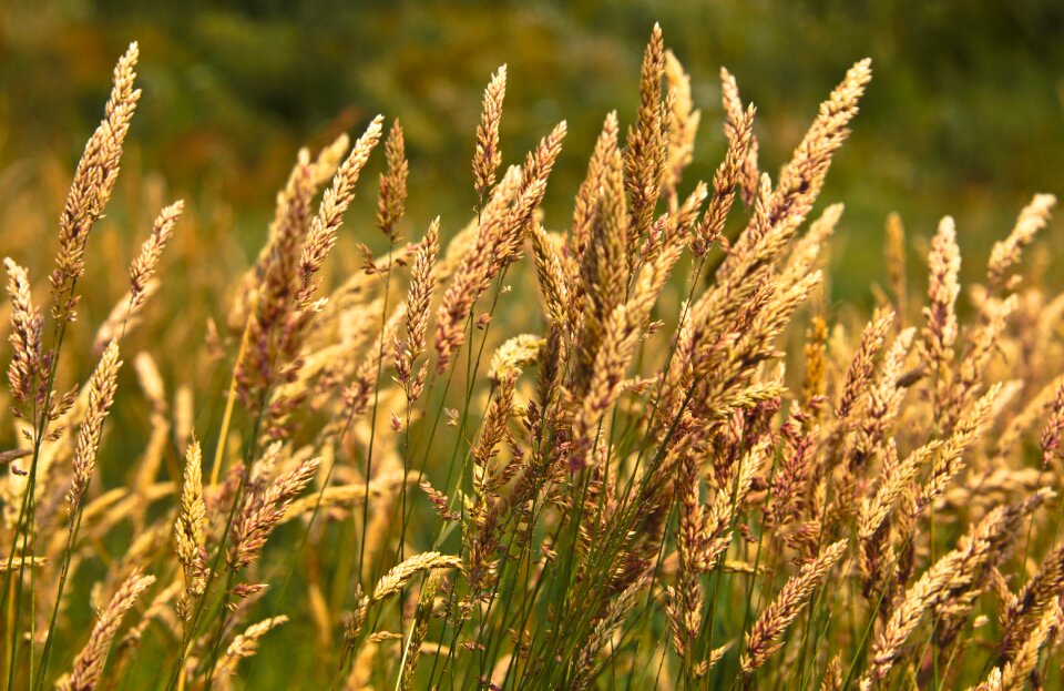 Yellow summer background image