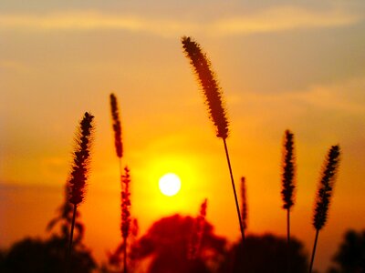 Sunset sky trees photo