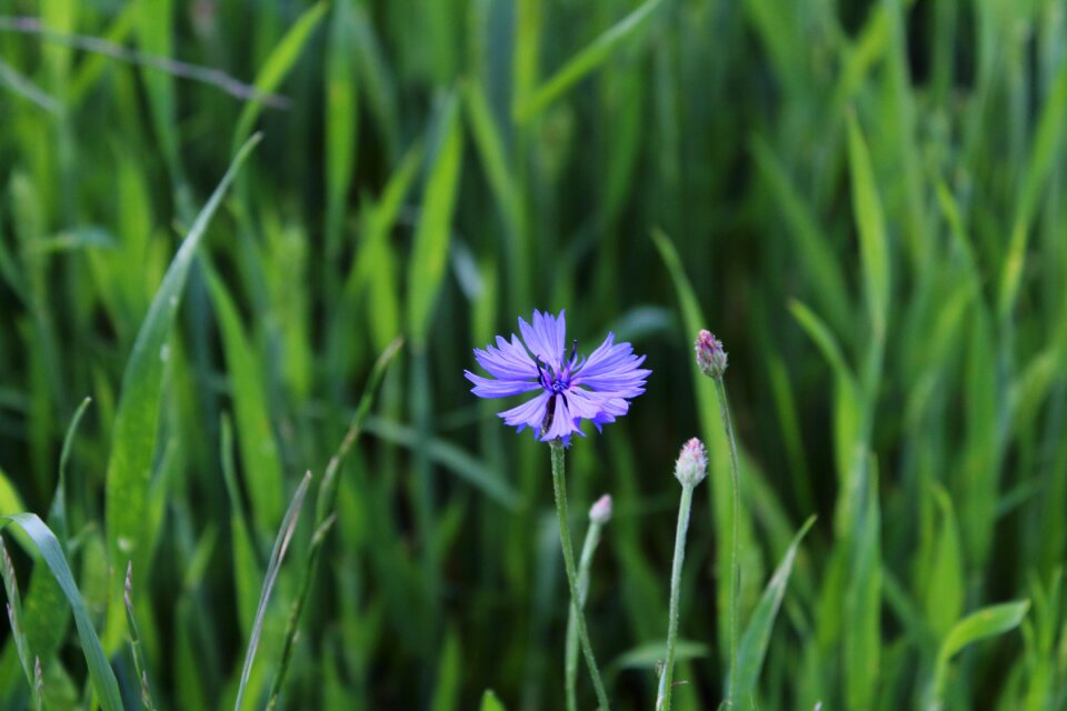 Centaurea jacea blue cornflower