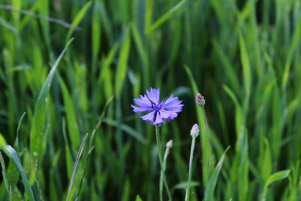 Centaurea jacea blue cornflower photo