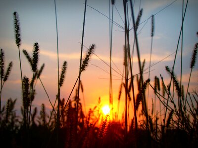 Plants silhouette grass