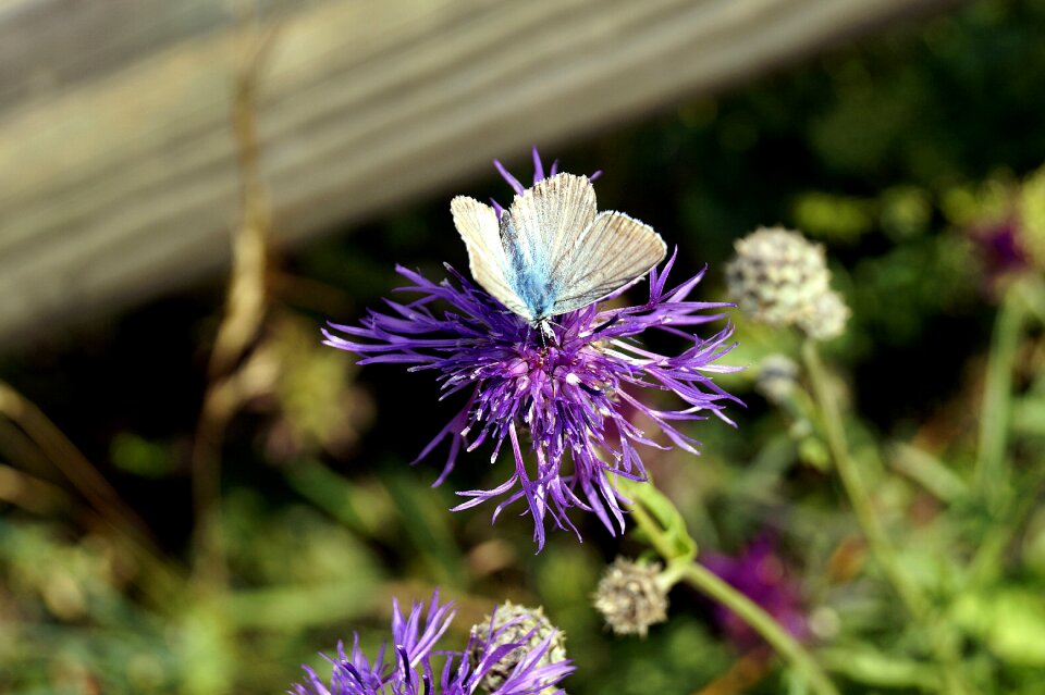 Insect flower knapweed photo