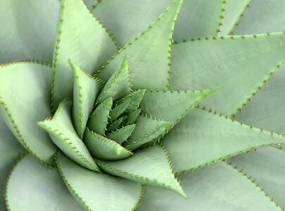 Pointed cactus greenhouse nature