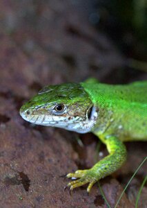 Guster green reptile