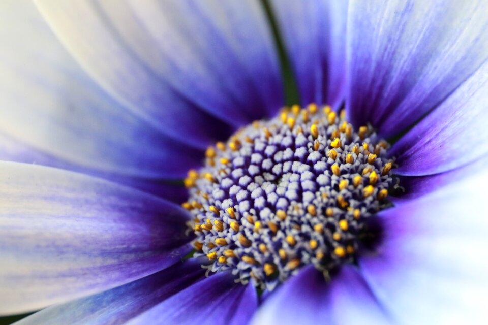 Flowers flower garden nature