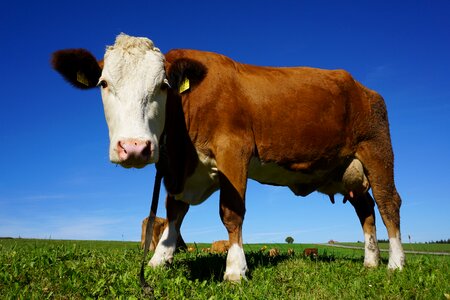 Cattle alm kuhschnauze