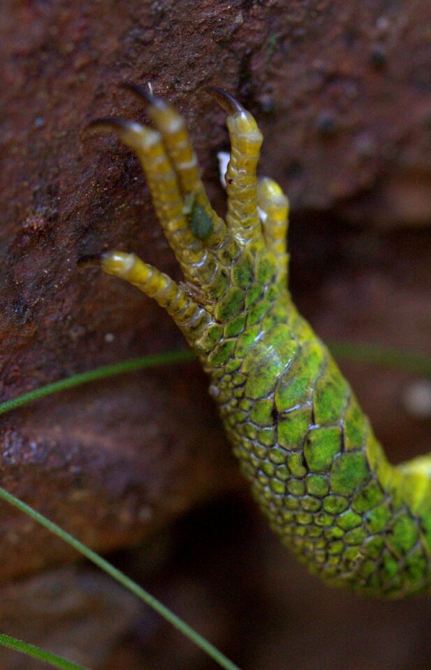 Guster green reptile