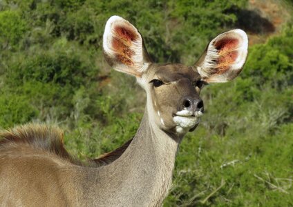 Africa nature female