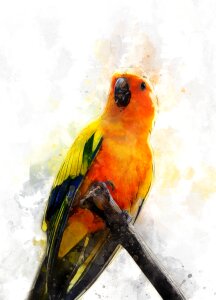 Tropical colorful animal