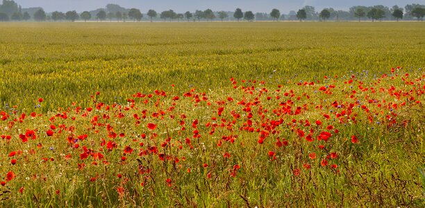 Meadow poppies field