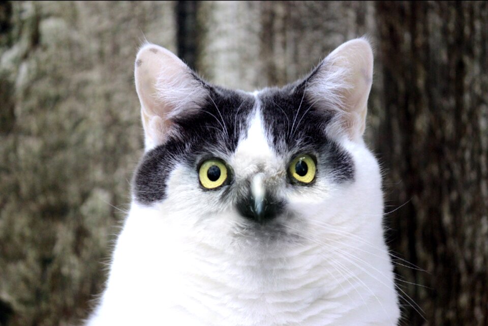 Mieze cat's eyes yawn