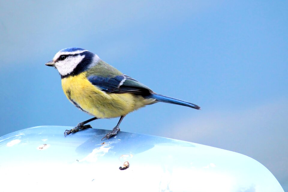 Garden small bird songbird