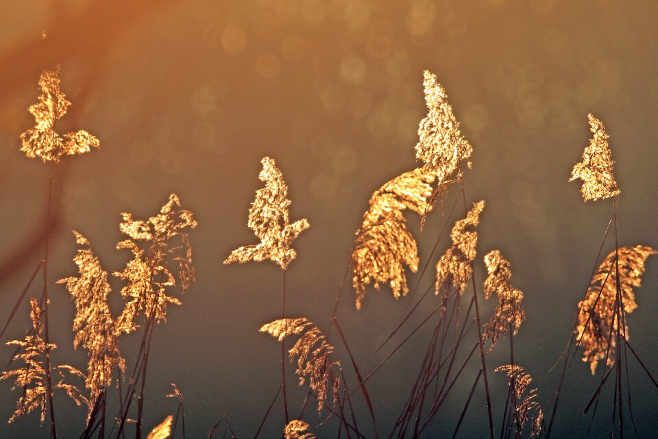 Marsh plant plant water