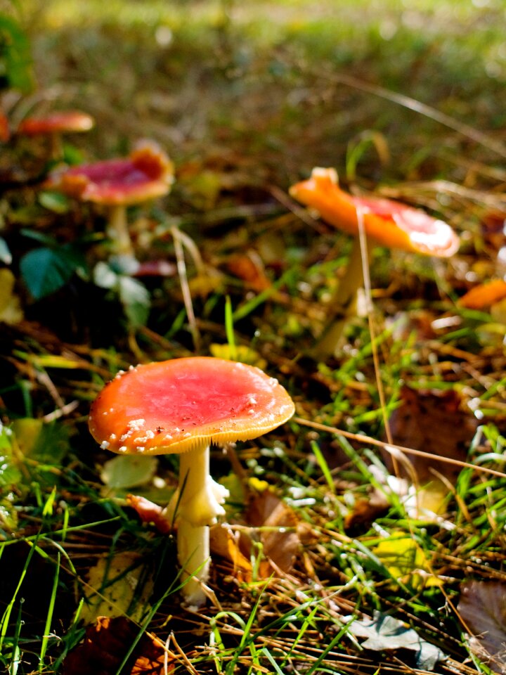 Germany lower saxony nature