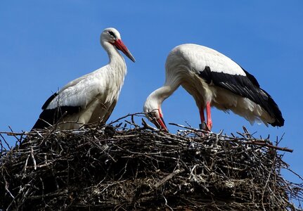 Nest bird stork couple photo