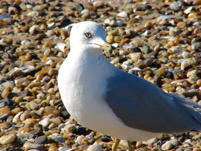 Seagull proud pebbles