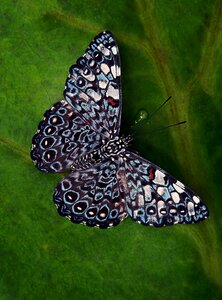 Tropical macro color