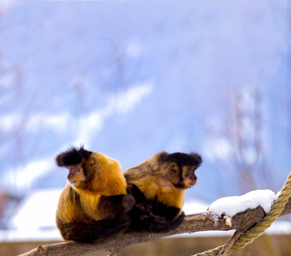 New world monkey sit together