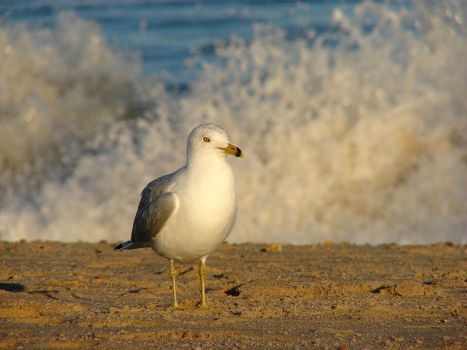 Seagull gull wave