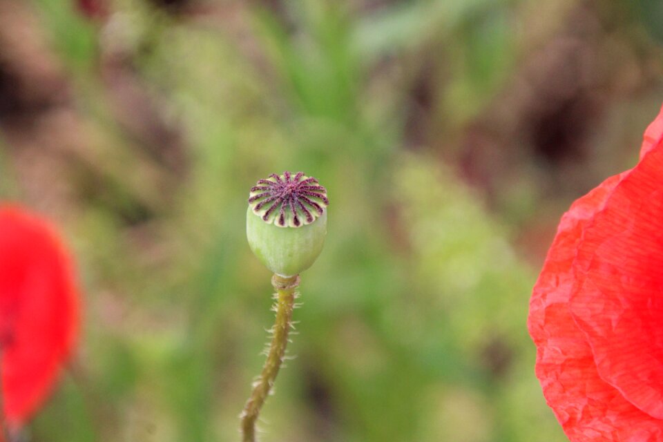 Poppy stamp klatschmohn