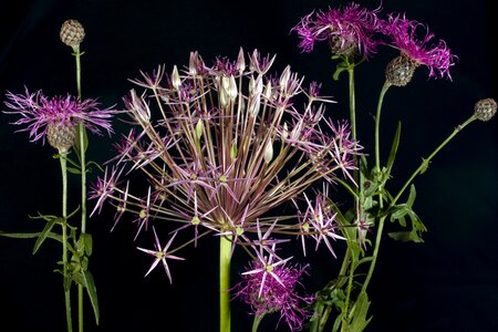 Nature plant spring