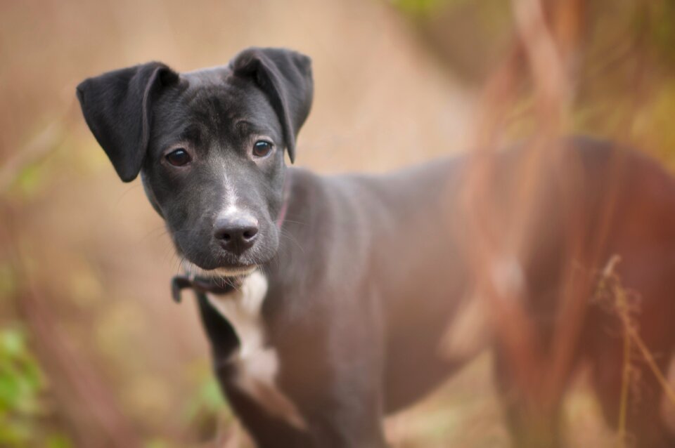 Puppy black snout