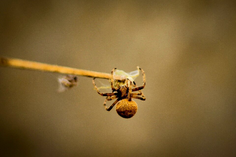 Spiders arachnid arachnophobia