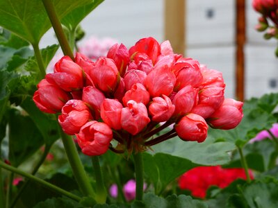 Greenhouse summer red