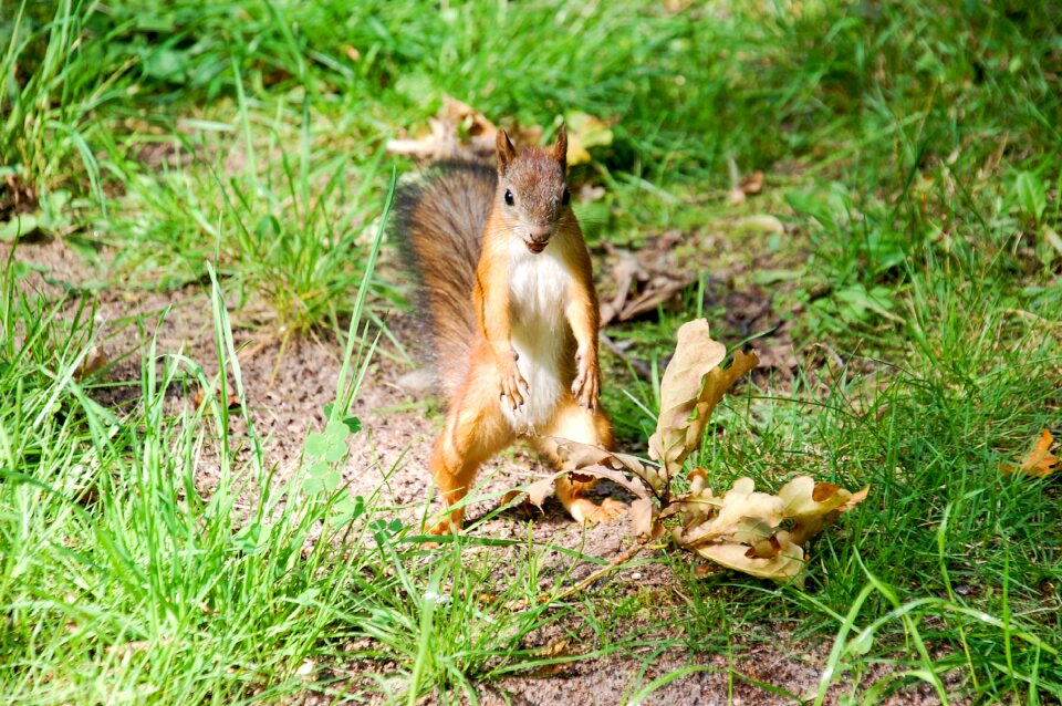 Animal themes animals cautious small mammals