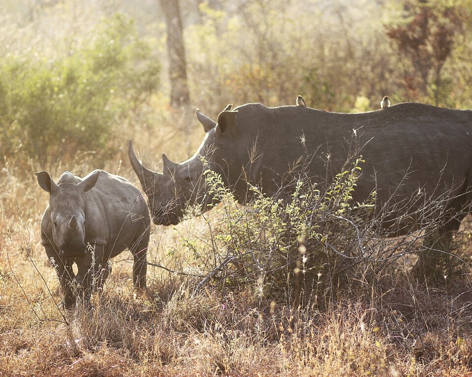 South africa animal wildlife