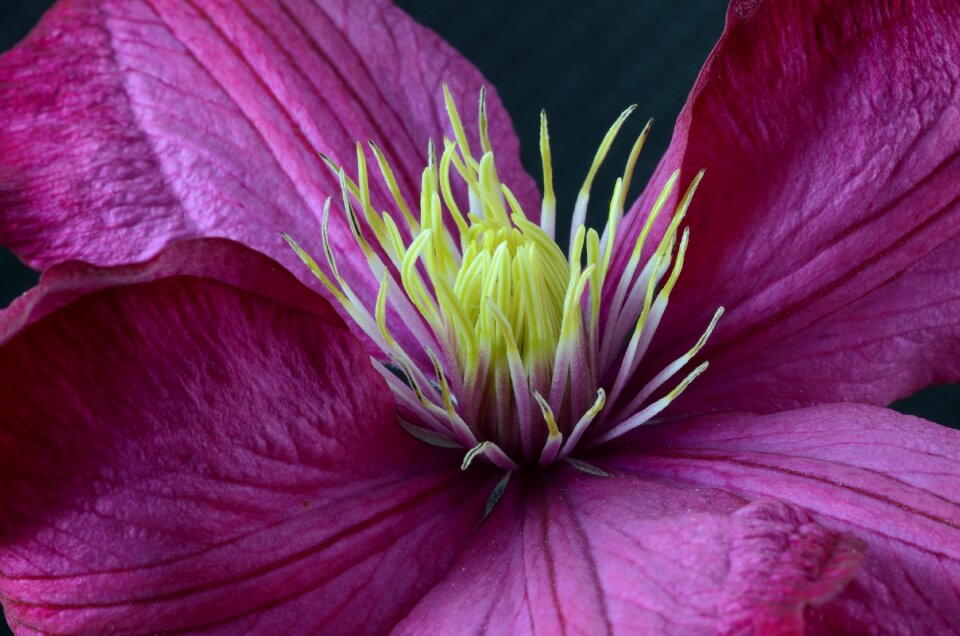 Flower close up leaves
