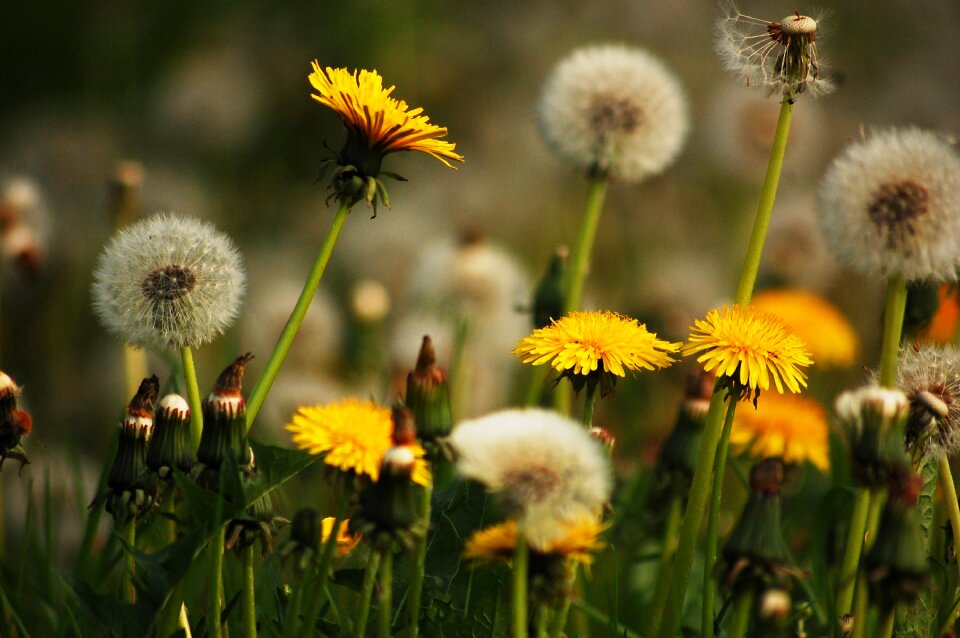 Yellow flowers dandelion