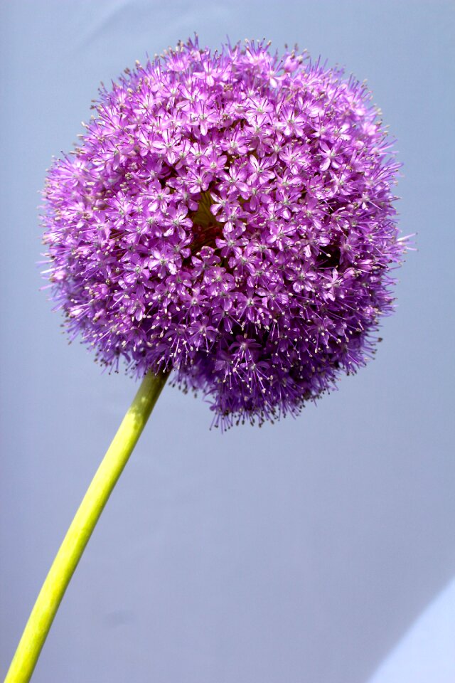 Flower close up blossom