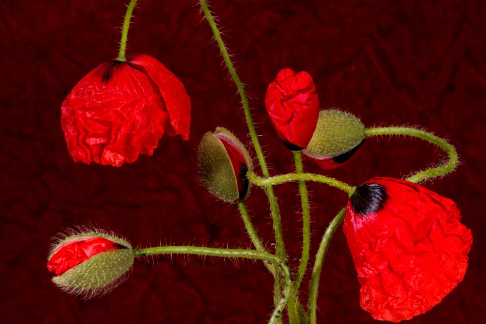 Klatschmohn red poppy flower photo