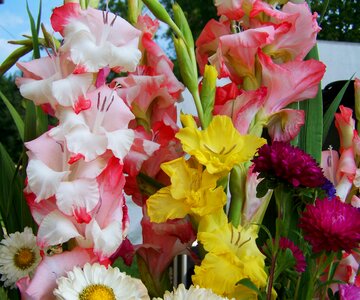 Bunch of flowers gladiolus cut flower