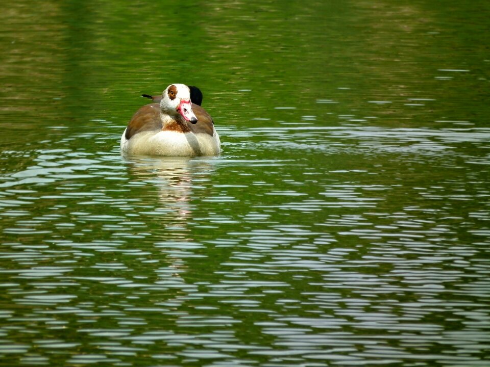 Afloat surface water bird