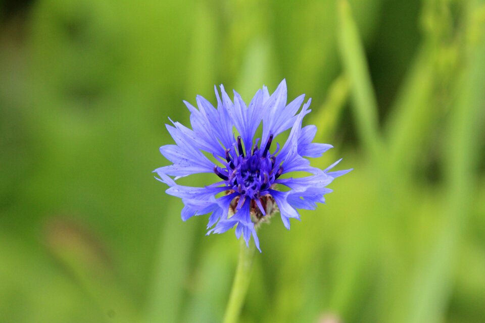 Purple flower flower plant