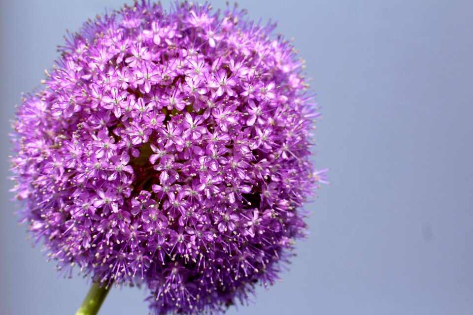 Flower close up blossom