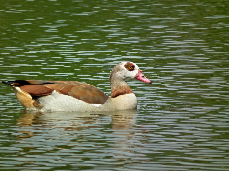 Afloat surface water bird