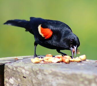 Bird wildlife red-winged photo