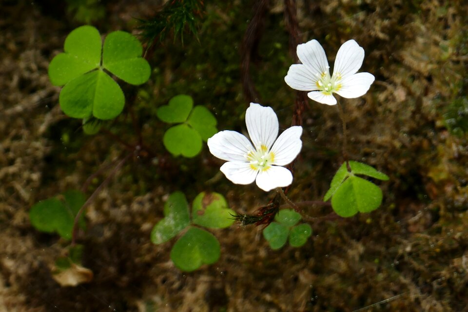 Bloom plant nature