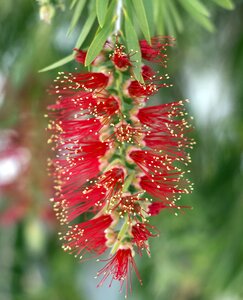 Red plant nature