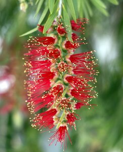 Red plant nature photo