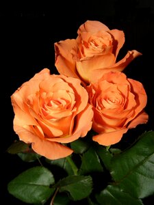 Plant flowering nature