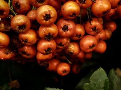Red fruits tree