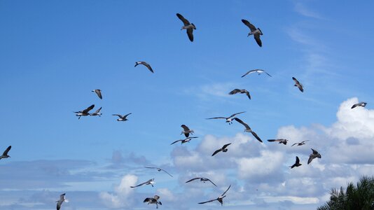 Seagulls bonaventure colombia
