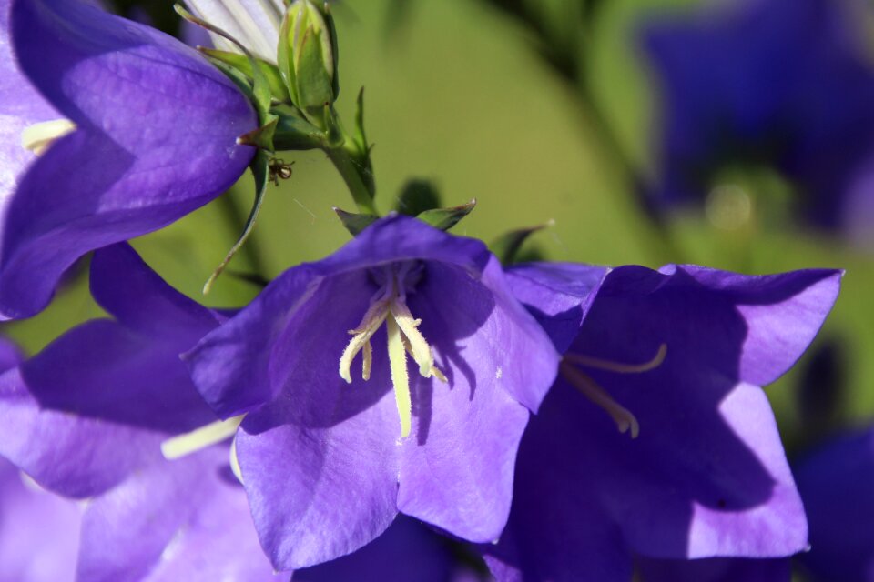 Purple flower flower plant