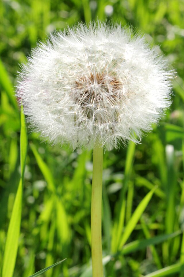 Beautiful flower delicate flower air