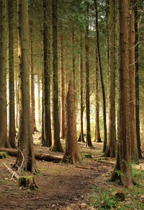 Green nature forest trees
