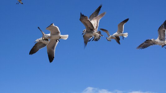 Seagulls bonaventure colombia